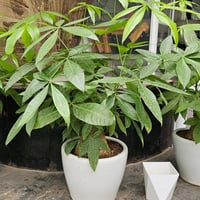 Cây cảnh Anh