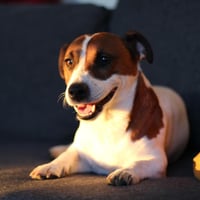 Barking Dog