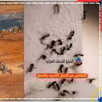 شركة التقوى