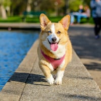 Pet Swirl