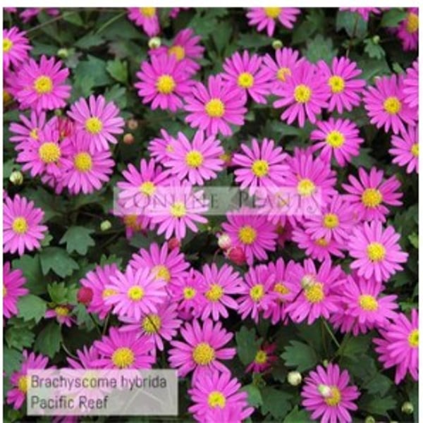 Online Plants