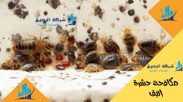 شركة التقـا
