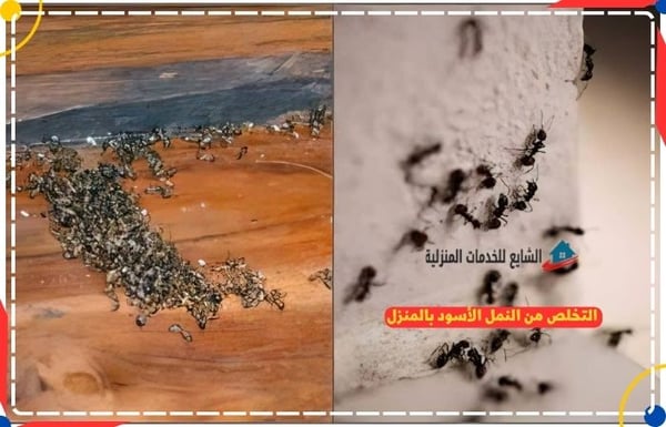 شركة التقوى