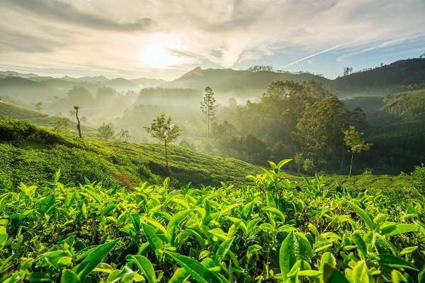 Kochi to Munnar Cab