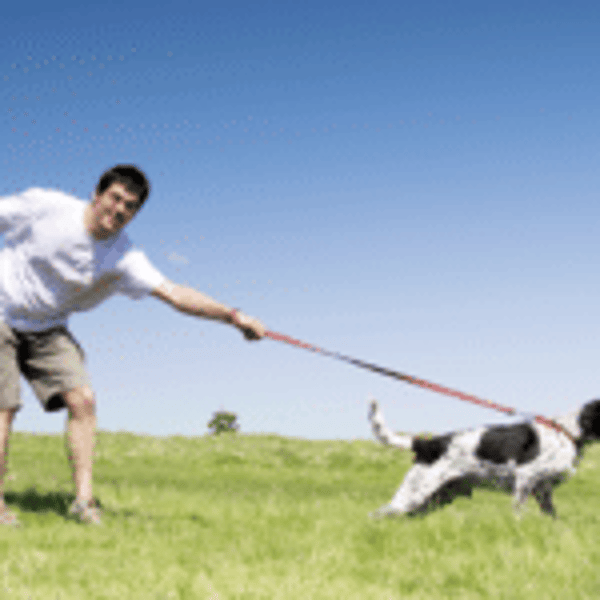 Phoenix Dog Training