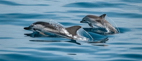 Best-Selling Dolphin Cruises In Brisbane 2024